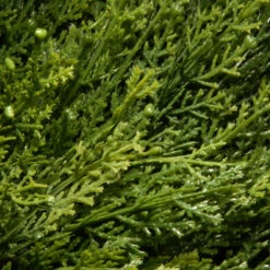 5' Potted Juniper Spiral Pencil Artificial Christmas Tree - Unlit -Northlight Shop dnat lcysp4 707 60 2 70322.1587645162