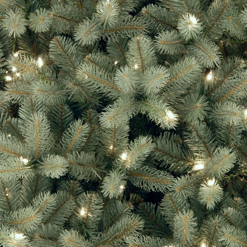 Christmas Central 6’ Pre-Lit Downswept Douglas Blue Fir Christmas Tree - Clear Lights 4 Christmas Central 6’ Pre-Lit Downswept Douglas Blue Fir Christmas Tree - Clear Lights - Image 2