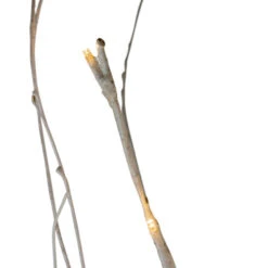 Northlight 4' LED Lighted White Twig Tree Cluster Outdoor Christmas Yard Art Decoration - 15-11350E-4 13 Northlight 4' LED Lighted White Twig Tree Cluster Outdoor Christmas Yard Art Decoration - 15-11350E-4 -Northlight Shop northlight20d2015 11350e 4 5 34843.1588362339