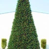 Northlight 12' Pre-Lit Green Slim Pine Artificial Christmas Tree - Clear Lights -Northlight Shop northlight20v27313 83023.1587644022
